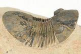 Paralejurus Trilobite Fossil - Foum Zguid, Morocco #204223-1